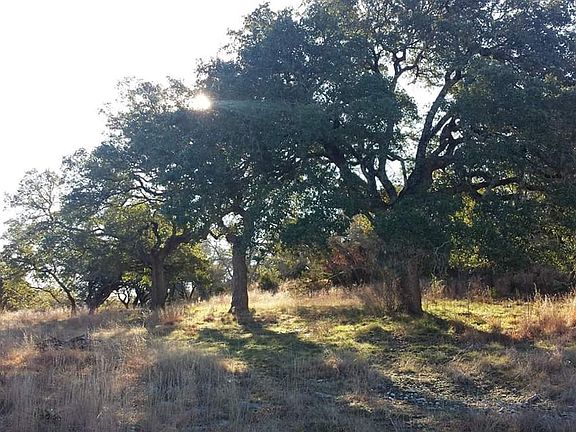 Live Oaks
