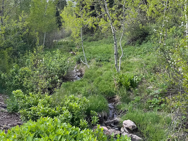 Front yard creek