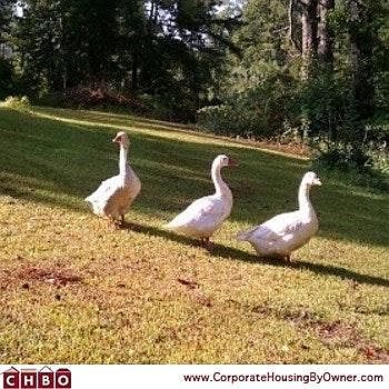 Birds, turtles, fish, oh my!