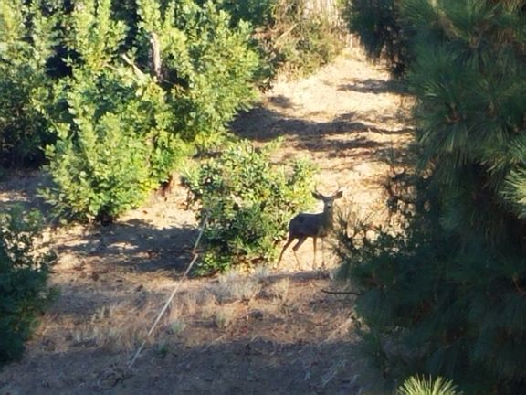 Deer on the property.