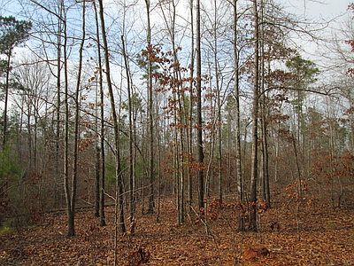 4th image of 25 Acres County Roand #61