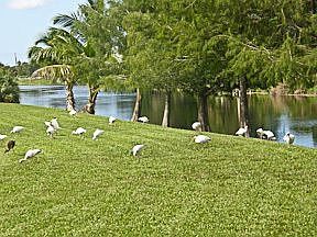 Cypress trees lined bank