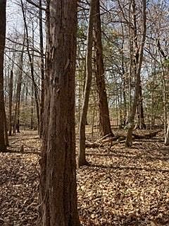 4th image of 0 McKowns Mountain Rd