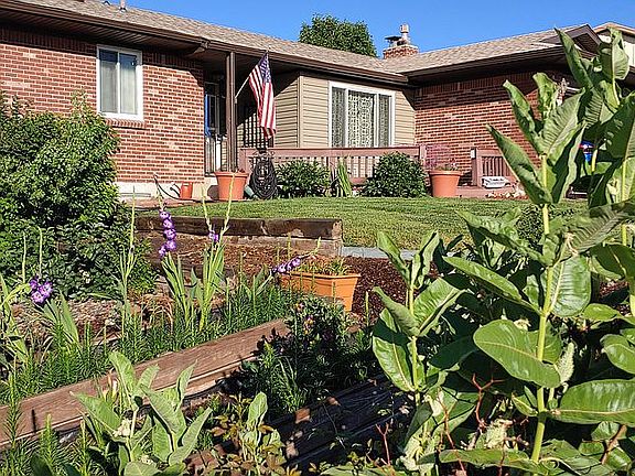 Attracts Humming Birds