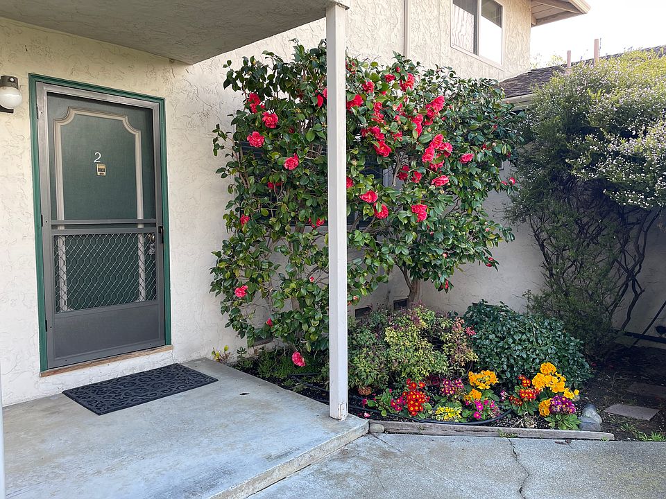 Apartment entrance with large camilla bush, star jasmine and blooming flowers