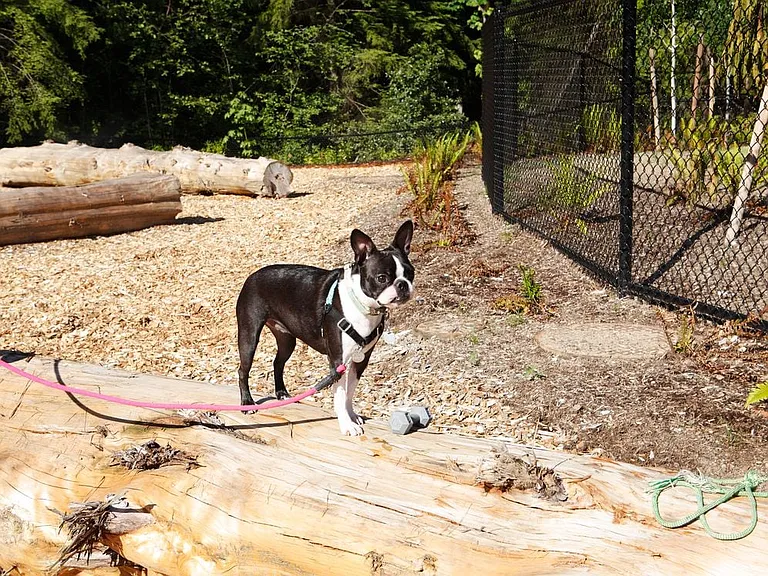 Phase I WAG Pet park