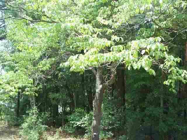 2nd image of 115 Dundee Road LOT 2439, 2440, 2441, 24
