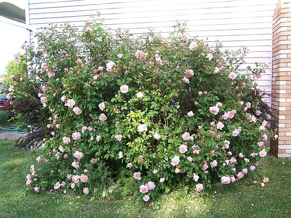 Beautiful flowering Rose Bush