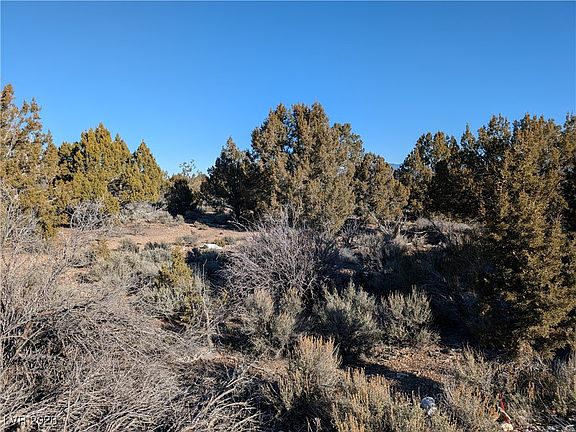 3rd image of Ponderosa Pine St