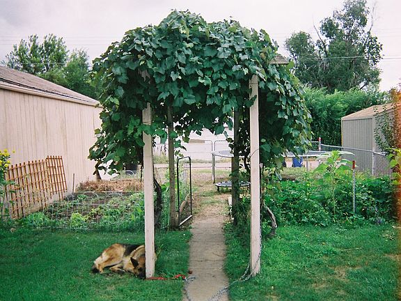 Back yard with grape vine