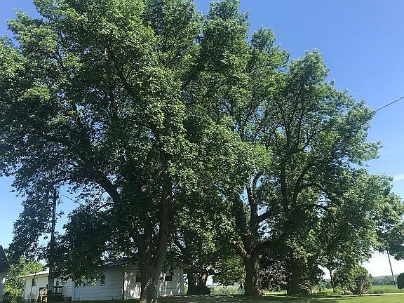 Several mature trees