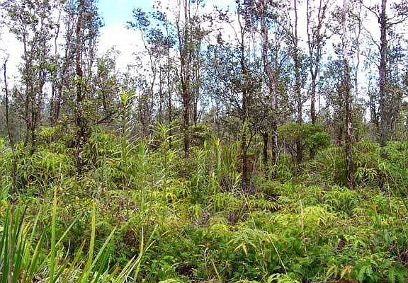  Approximate center of the lot as seen from Hopue road (Road 3).