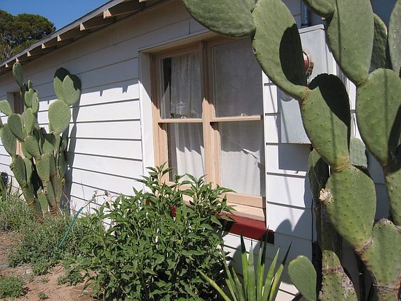 South side. Mexican sunflowers about to bloom.
