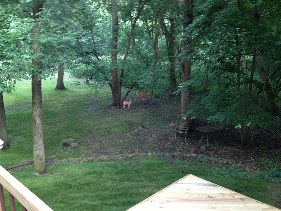 Wildlife