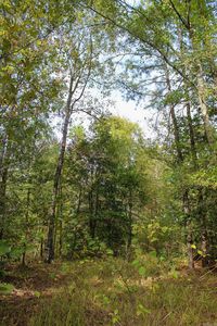 Polk #151, Hatfield, AR, 71945
