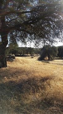 Mature trees and fields