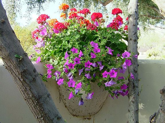 Wall pot flowers