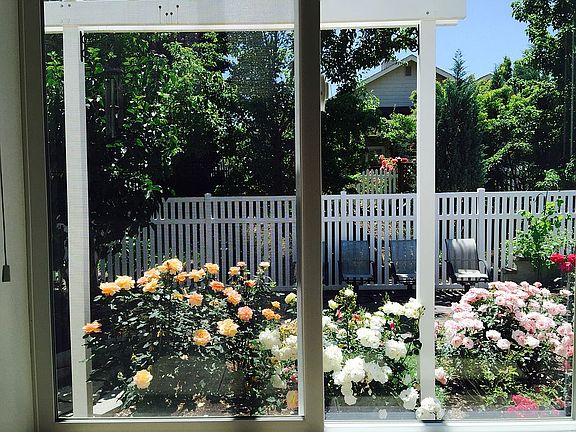 Peak of backyard 