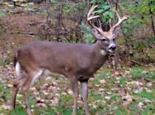 Wolf Creek Rd, Robbins, TN 37852