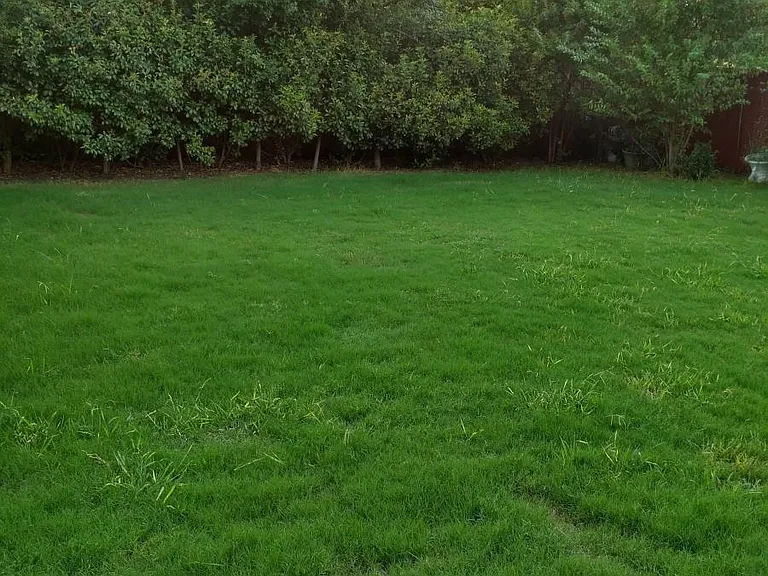 backyard2