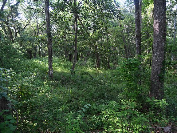 Lot is a bit overgrown...