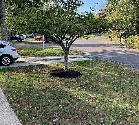 Front Yard