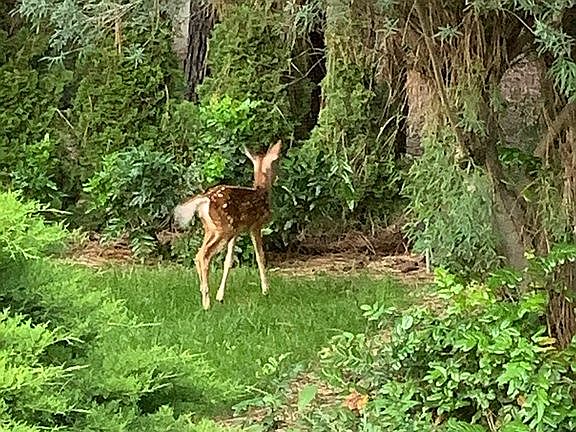 Visting fawn