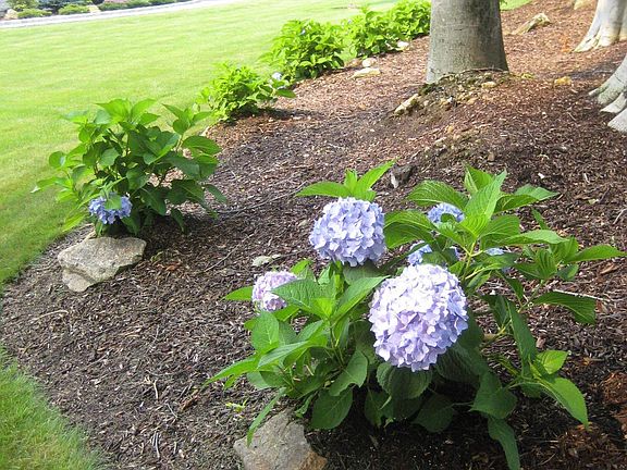 Row of Hydrangeas