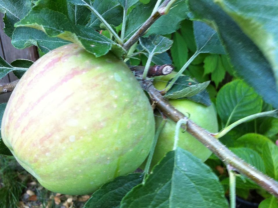 Fuji Apple Tree in Back Yard