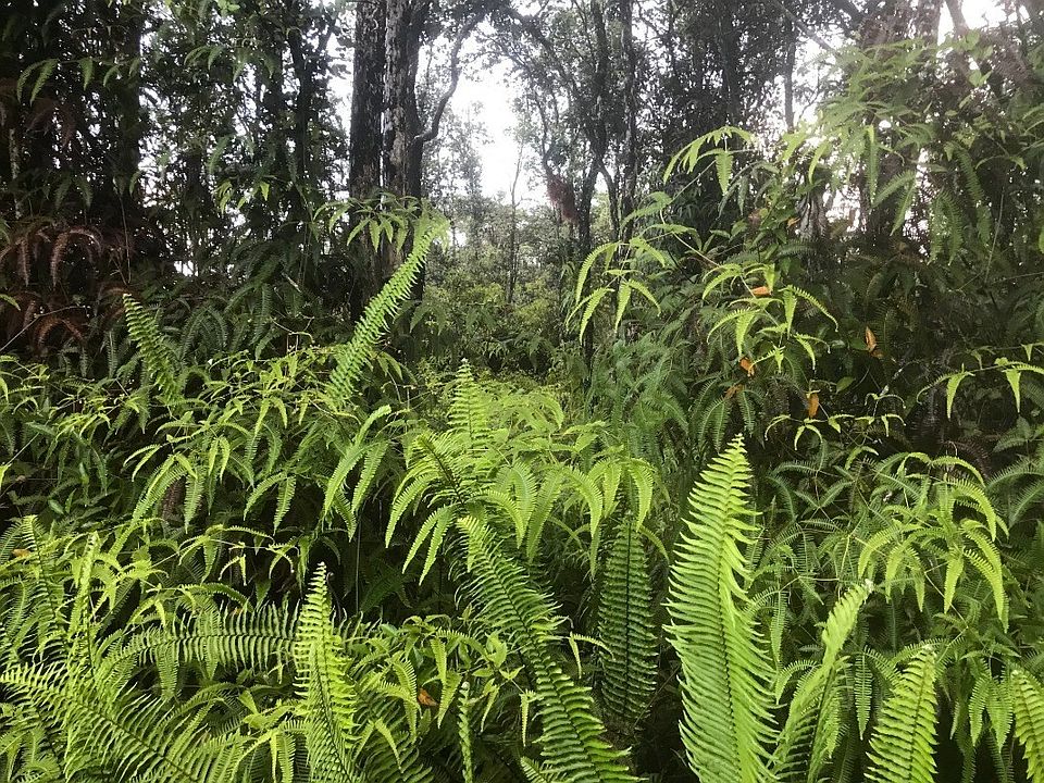 2nd image of Pahoa Rd Lot 232
