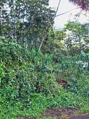 2nd image of Niuhi St Lot 1438