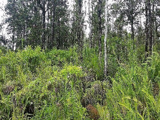 1st image of Lanai St Lot 672