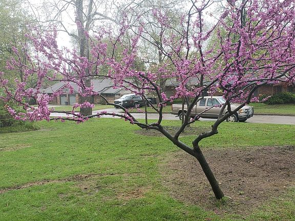 beautiful landscaping