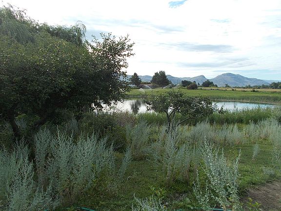 pie  cherry near pond