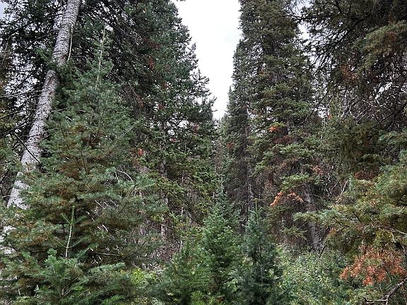 5th image of 550 Red Fir Way