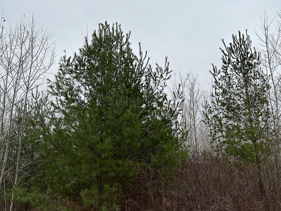 2nd image of Swamp Lake Rd #4069-10