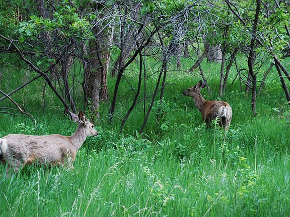 Deer Next to House