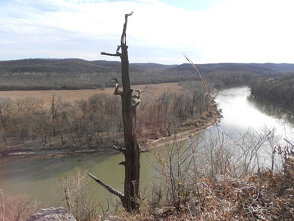 Two 500 year old trees