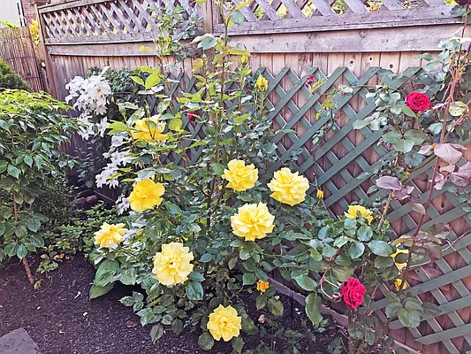 Rented by Southfacing Realty, LLC | media 19