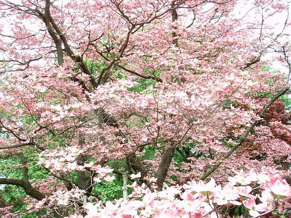 Pink Dogwood