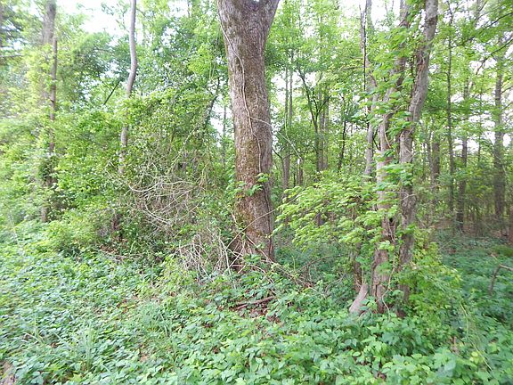 3rd image of Woodchuck Rd