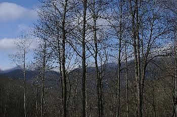 4th image of 7027 Black Bear Trl