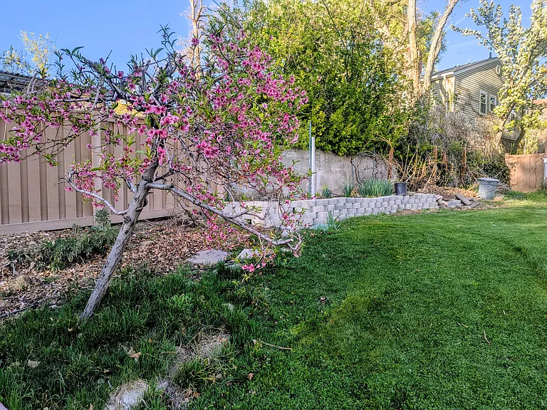 Nectarine tree and raised garden bed