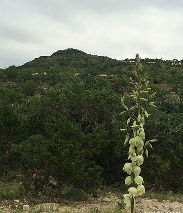 4th image of 10050 Ivory Cyn