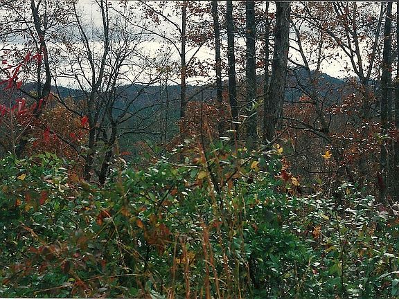 Woods