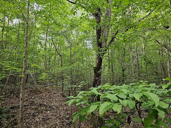 Dense 14 year old hardwood provides great cover for deer.