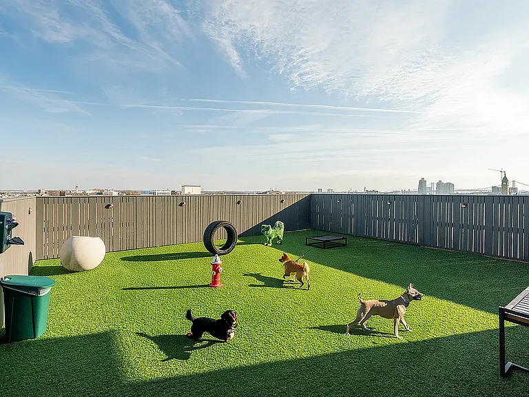 Rooftop Dog Park