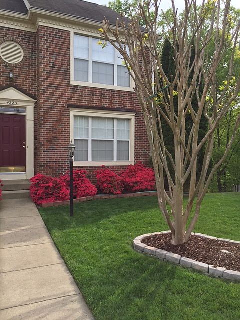 Spring time!  10 pink azalea