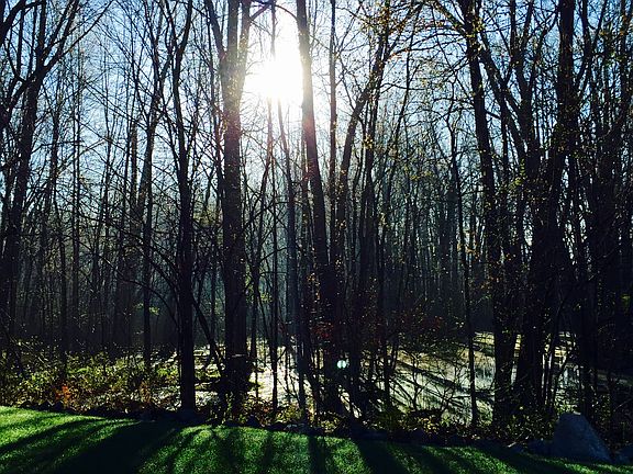 Back yard