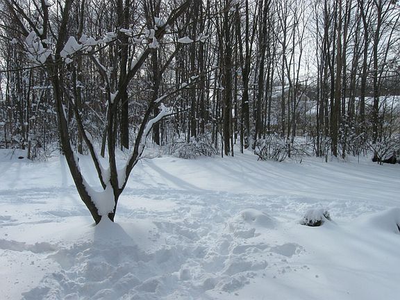 Wooded - 